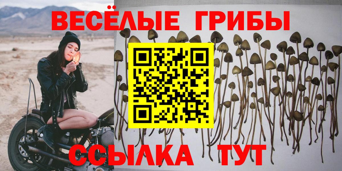 Псилоцибиновые грибы мицелий Чехов
